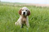 SETTER ANGLAIS 232